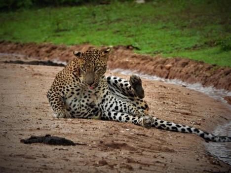 Green Bird Home Stay & Yala Safari 蒂瑟默哈拉默 外观 照片